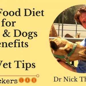 Why Raw Feeding for Cats & Dogs is Best (Vet Tips) • Dr Nick Thompson